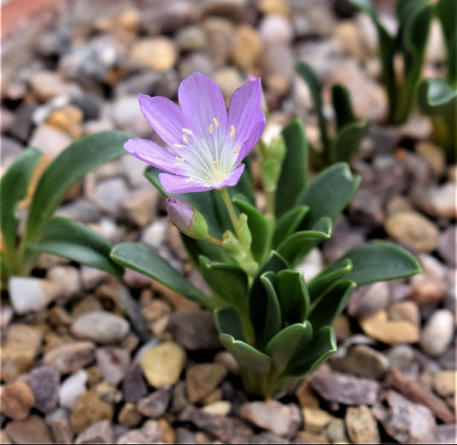 Lewisia stebbinsii